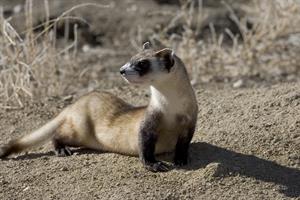 polecat pix.jpg