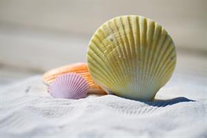 shells-pix.jpg