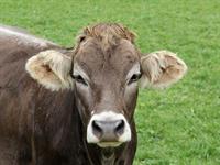 Shutterstock_381823102_cow_govs.jpg