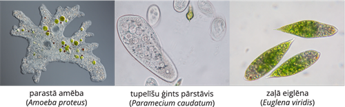 YCUZD_241206_6873_Augu_sistem_16.png