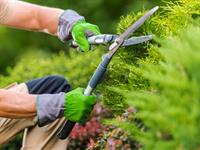Shutterstock_1907699923_garden scissors_dārza šķēres.jpg