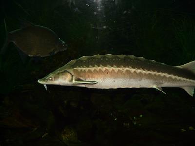 sturgeon-pix.jpg