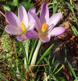 crocus.png