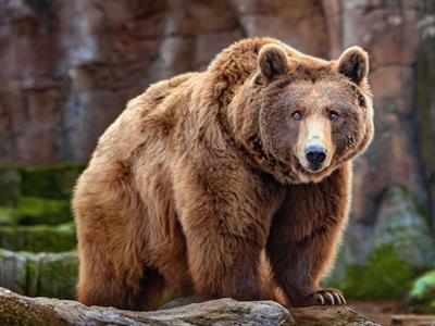 Shutterstock_1824207539_bear_lācis.jpg