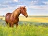 Shutterstock_427190074_horse_zirgs.jpg