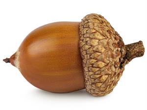 Shutterstock_2546382387_acorn_ozolzīle.jpg