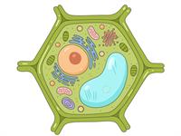 Shutterstock_2573387441_plant cell_augu šūna.jpg