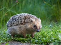Shutterstock_1524198095_hedgehog_ezis.jpg