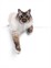 Shutterstock_2500906815_cat_kaķis.jpg