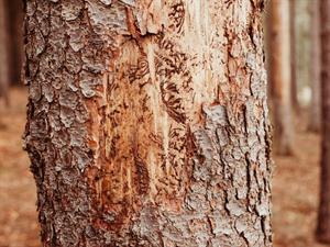 Shutterstock_1682820247_barkbeetle tree bark_mizgrauža koka miza.jpg