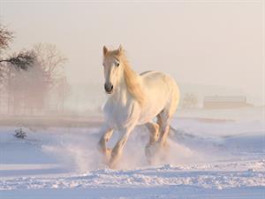 white-horse-ge9b36bbb7_1920.jpg