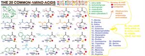 aminoskābes.JPG