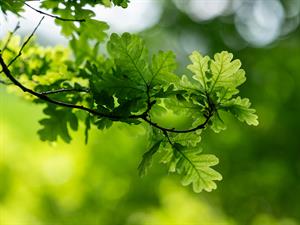 shutterstock_2465217445_oak leaves_ozola lapas.jpg