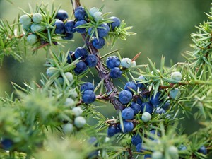 Shutterstock_1202523448_juniper berries_kadiķa ogas.jpg