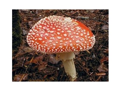 Arno Rūdolfs Prīdāns