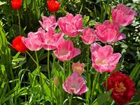 Shutterstock_2562609535_tulips_tulpes.jpg