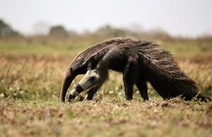 anteater-pix.jpg