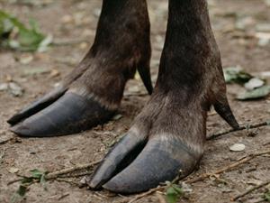 Shutterstock_111488075_hooves of an elk_pārnadži.jpg