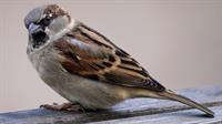 sparrow-2760039_1280.jpg