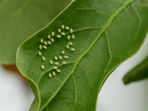 shutterstock_1140916604_aphid eggs_lapušu olas.jpg