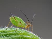 Shutterstock_1023177667_aphid_laputis.jpg