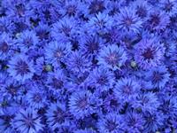 Shutterstock_1228055368_cornflowers_rudzupuķes.jpg