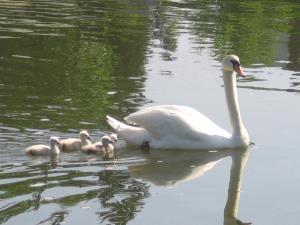 swan_6.jpg