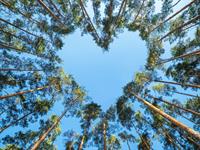 Shutterstock_2101641886_pine trees_priedes.jpg