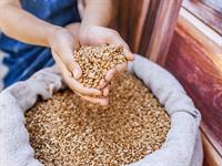 Shutterstock_245933101_wheat_graudi.jpg