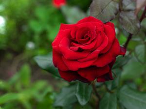 Shutterstock_1789692302_red rose_sarkana roze.jpg