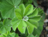 Alchemilla_vulgaris.png