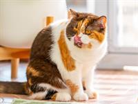 shutterstock_2567601953_cat_kaķis.jpg