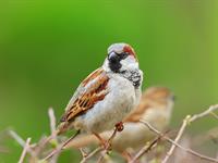 shutterstock_2460993205_sparrow_zvirbulis.jpg