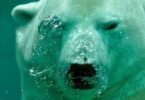polar-bear-484515_1920.jpg