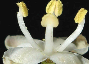 ilex aquifolium3 - GJ.png