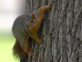 squirrel-on-tree.jpg