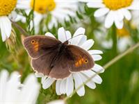 Shutterstock_1647434245_butterfly_tauriņš.jpg