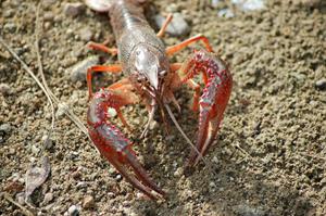 crayfish-pix.jpg