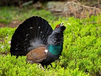 Shutterstock_1695617044_western capercaillie_mednis.jpg