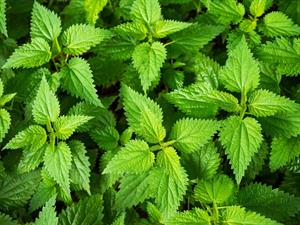 Shutterstock_2370005275_nettles_nātres.jpg