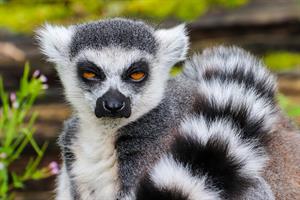 lemurssssss.jpg