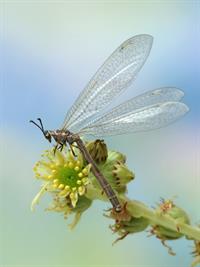 Shutterstock_51248446_antlion_skudrulauva.jpg