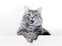 Shutterstock_1842198919_cat_kaķis.jpg