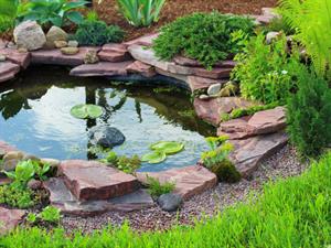 Shutterstock_197634446_pond_dīķis.jpg