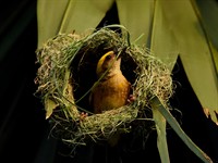 shutterstock_1719556123_bird making nest_putns veido ligzdu.jpg