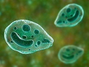 shutterstock_1168134490_Balantidium coli protozoan_Zarnu balantīdija.jpg