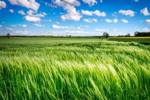 field-6289253_960_720.jpg