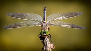 dragonfly-pix.jpg