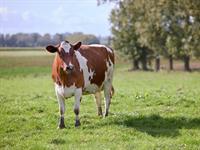 shutterstock_2612891043_cow_govs.jpg