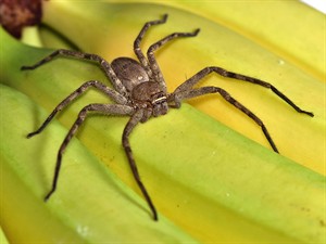 shutterstock_2381874999_spider_zirneklis.jpg